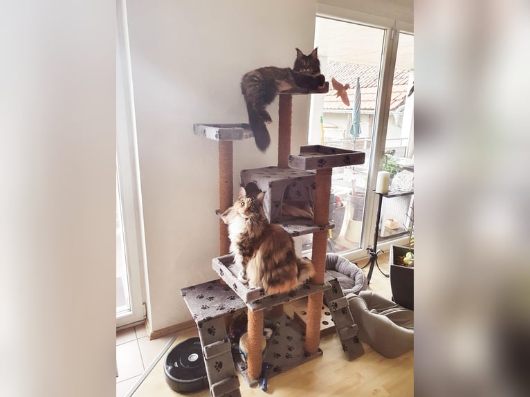 Offering cat sitting / cat care in a family dedicated to animal rescue.