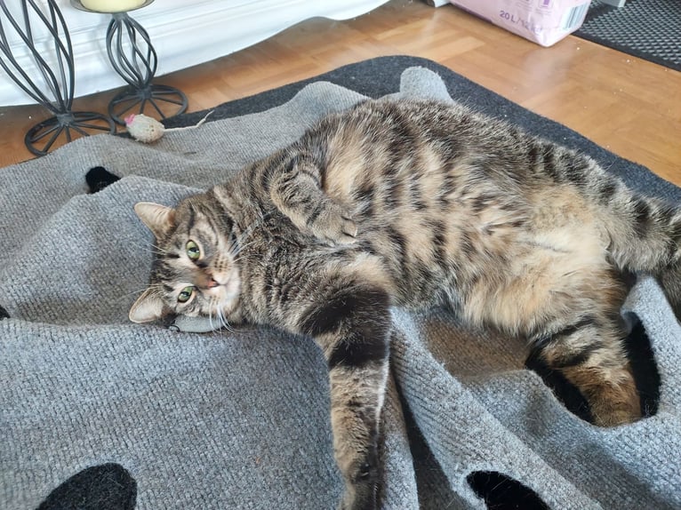 Offering cat sitting / cat care in a family dedicated to animal rescue.