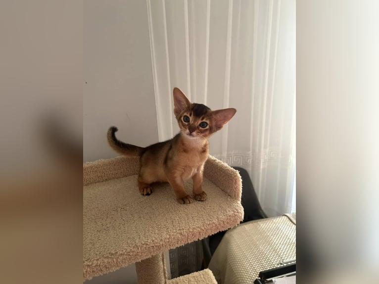 Playful Abyssinian kittens