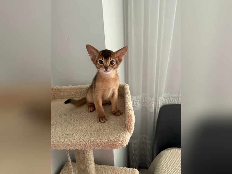 Playful Abyssinian kittens