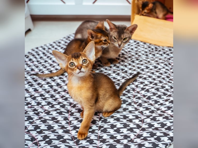 Playful Abyssinian kittens