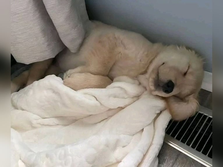 Puppy and adult Golden Retriever