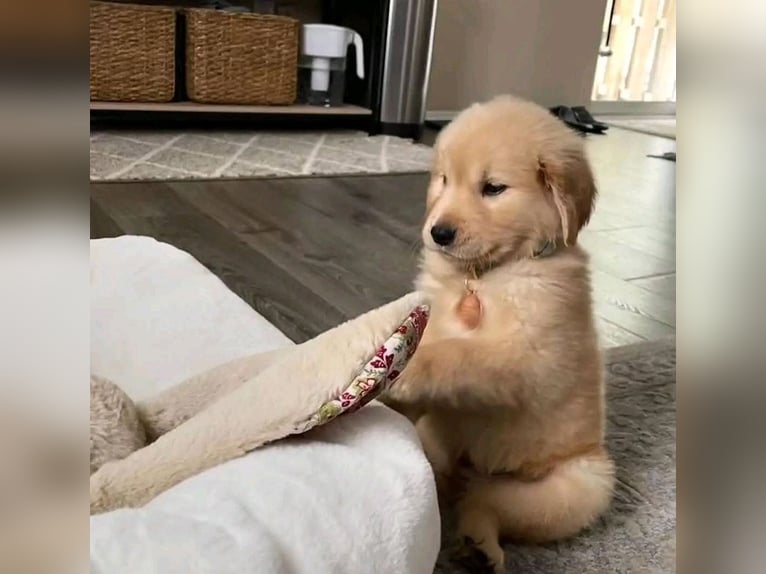 Puppy and adult Golden Retriever