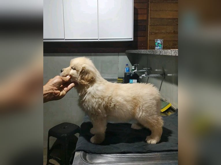 Puppy and adult Golden Retriever