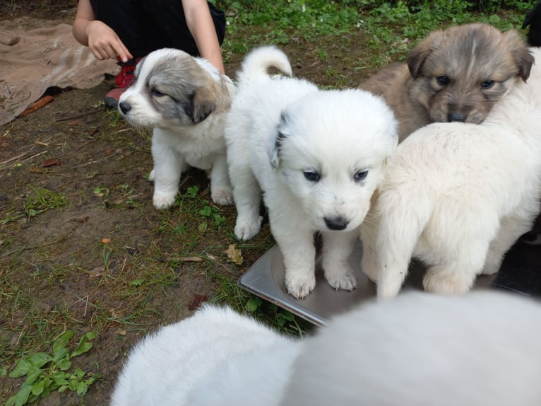 Puppy dogs