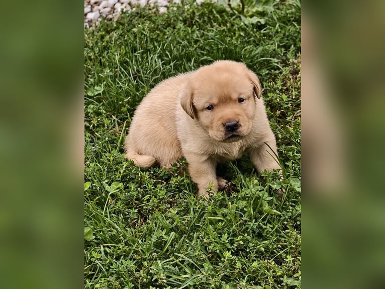 Purebred Labrador puppies with pedigree