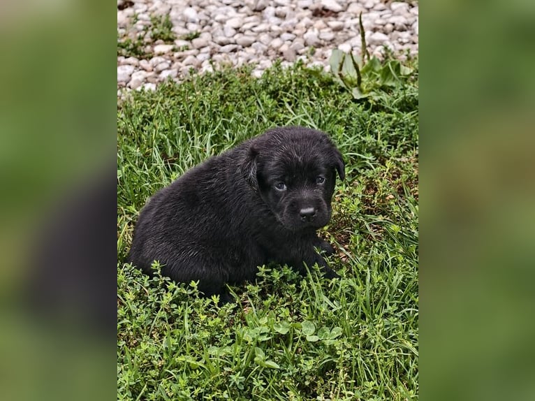 Purebred Labrador puppies with pedigree