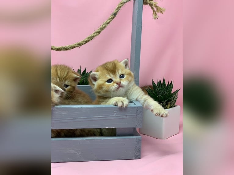Scottish Fold kittens