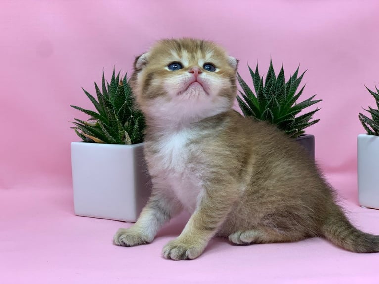 Scottish Fold kittens