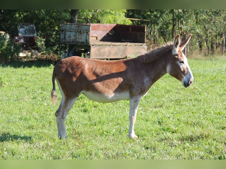 Seltene rote Esel – Mutter (9) & Tochter (2) abzugeben Seltene rote Esel – Mutter (9) & Tochter (2) abzugeben
