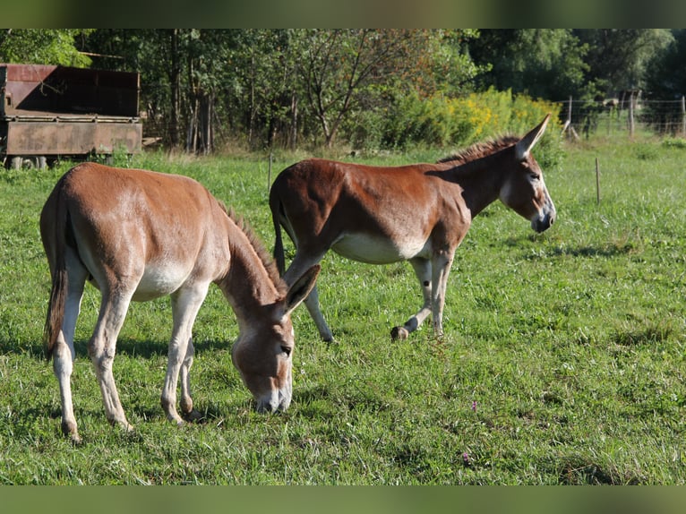 Seltene rote Esel – Mutter (9) & Tochter (2) abzugeben Seltene rote Esel – Mutter (9) & Tochter (2) abzugeben