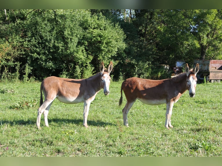 Seltene rote Esel – Mutter (9) & Tochter (2) abzugeben Seltene rote Esel – Mutter (9) & Tochter (2) abzugeben