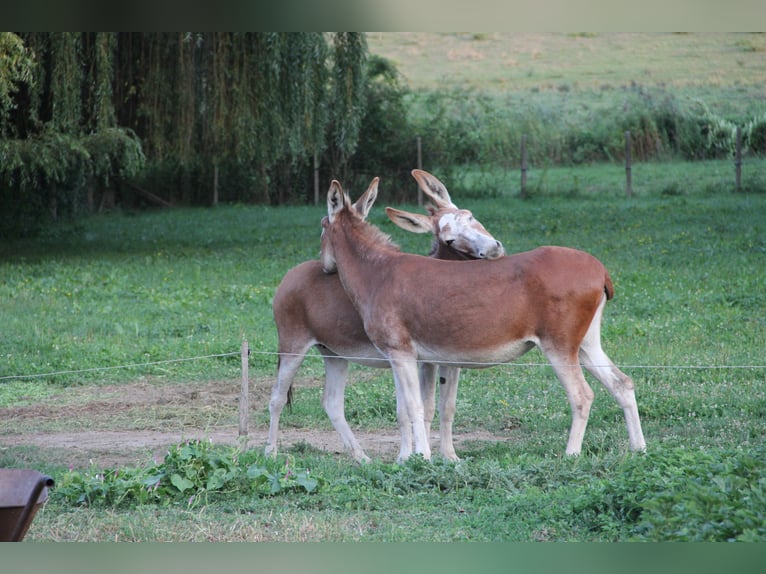 Seltene rote Esel – Mutter (9) & Tochter (2) abzugeben Seltene rote Esel – Mutter (9) & Tochter (2) abzugeben