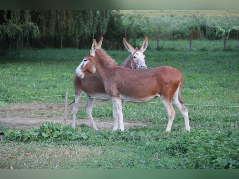 Seltene rote Esel – Mutter (9) & Tochter (2) abzugeben Seltene rote Esel – Mutter (9) & Tochter (2) abzugeben