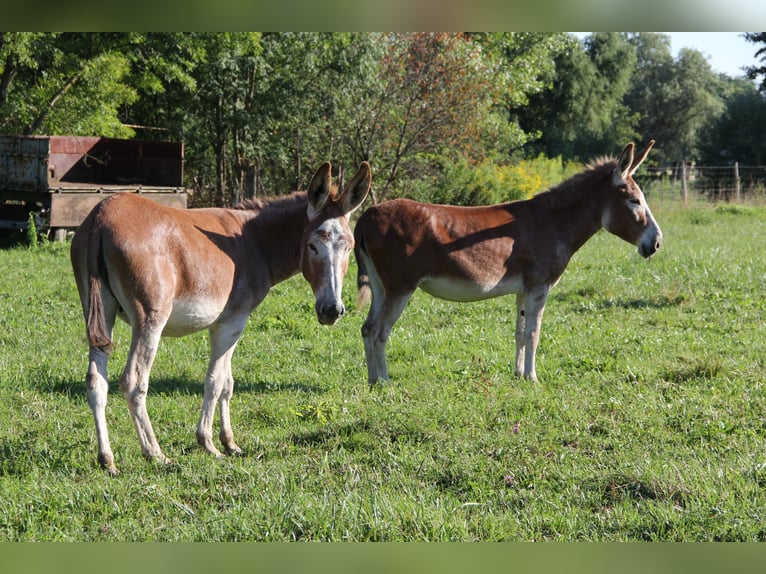 Seltene rote Esel – Mutter (9) & Tochter (2) abzugeben Seltene rote Esel – Mutter (9) & Tochter (2) abzugeben