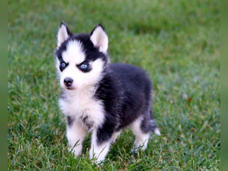Siberian Husky puppies