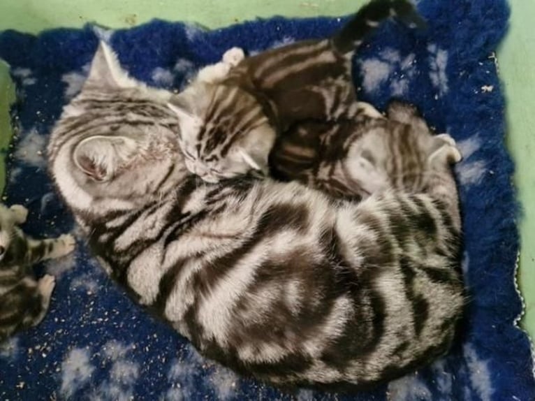 Stunning Bengal kittens ready for a new home