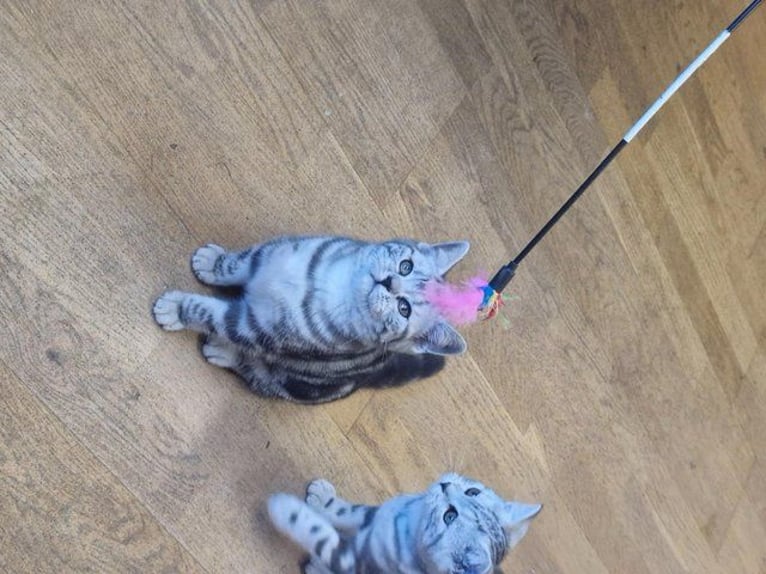 The charming British Shorthair