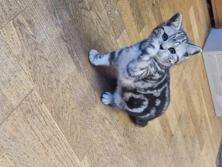 The charming British Shorthair