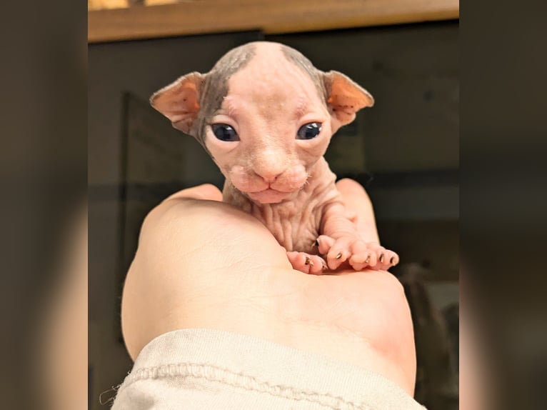 The hairless beauty, Sphynx