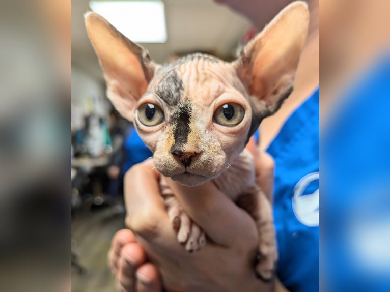 The hairless beauty, Sphynx