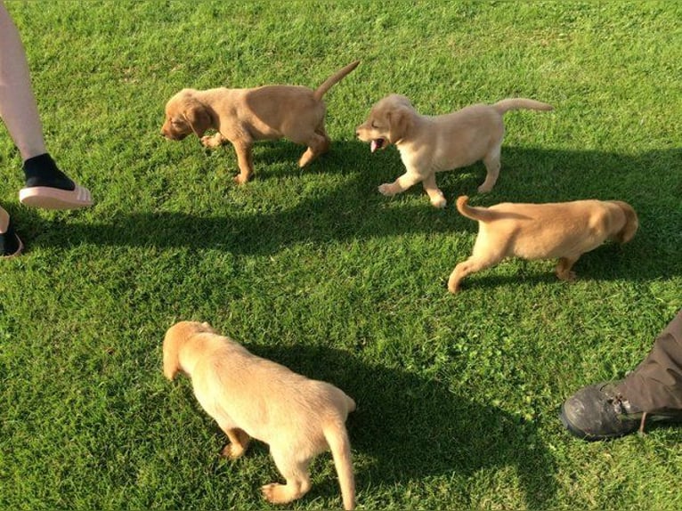 Two Labrador Retrievers currently available