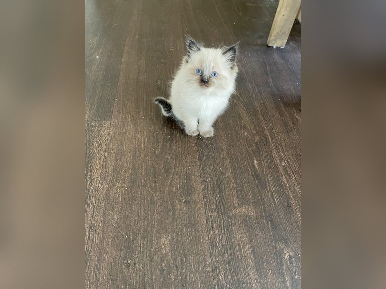 Two shaded Ragdoll kittens for sale