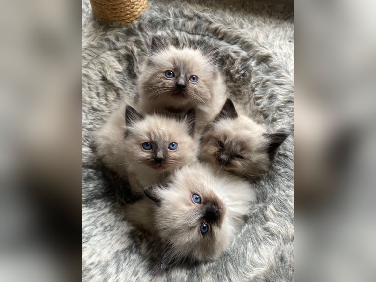 Two shaded Ragdoll kittens for sale