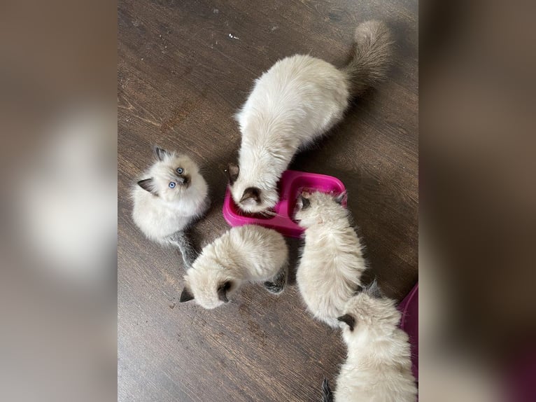 Two shaded Ragdoll kittens for sale