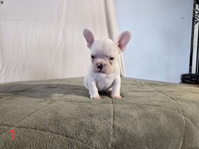 White French Bulldog puppies