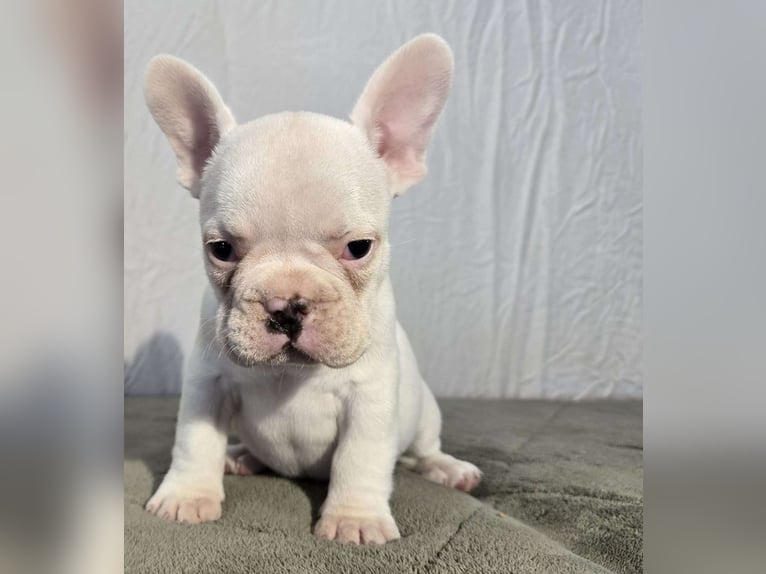 White French Bulldog puppies