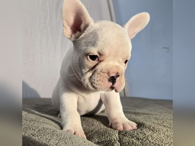 White French Bulldog puppies