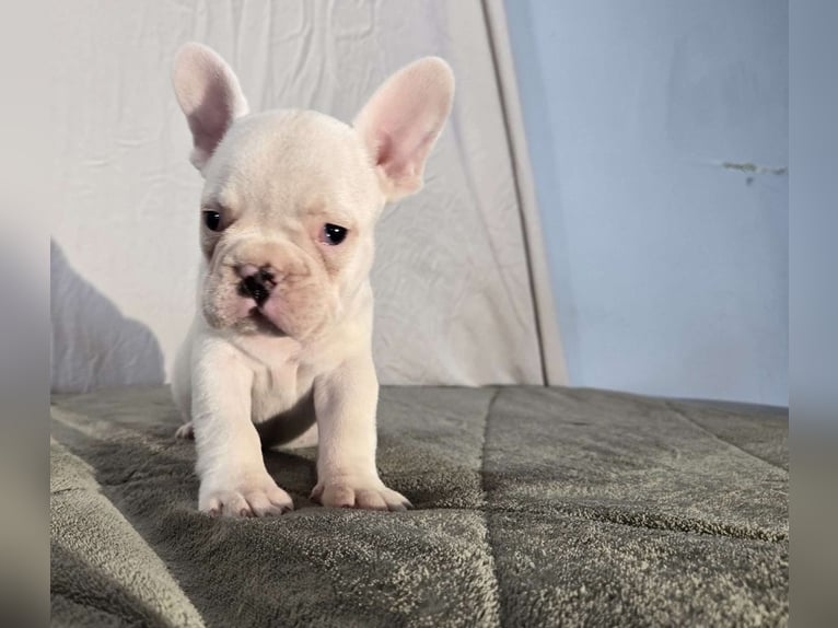 White French Bulldog puppies
