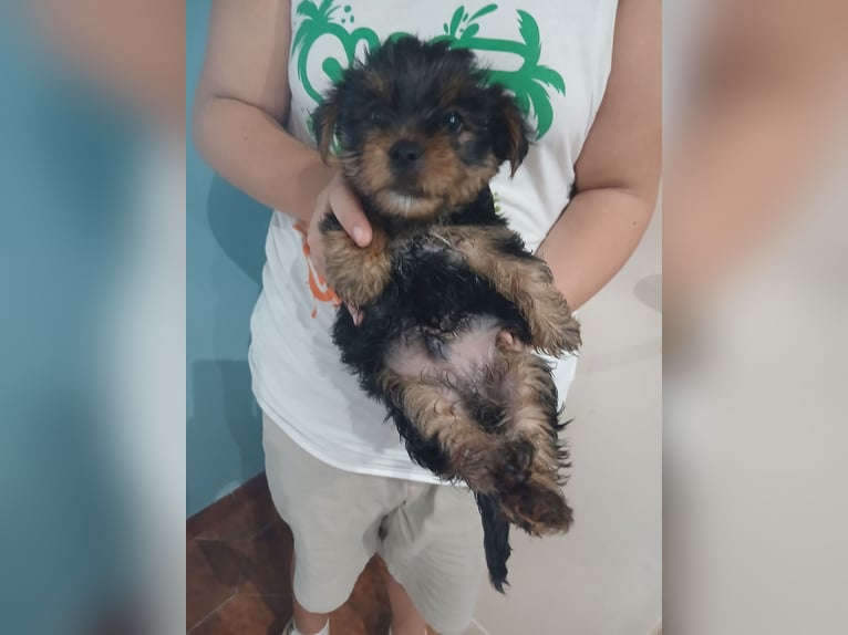 Yorkshire Terrier puppies