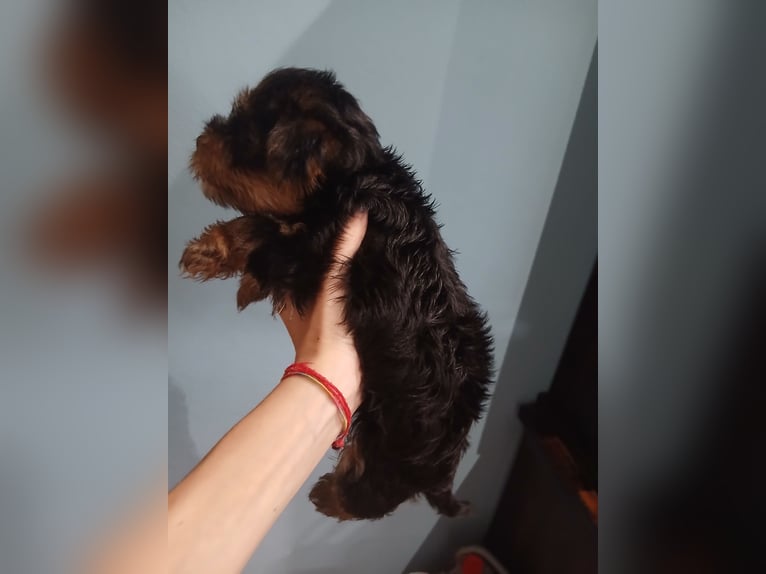 Yorkshire Terrier puppies