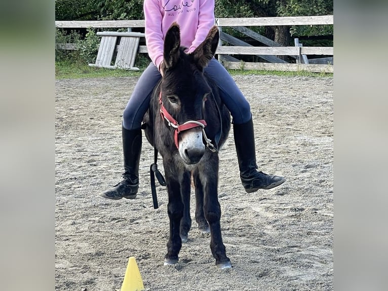 Zwei kuschelige Esel (Mutter & Tochter) suchen liebevolles Zuhause