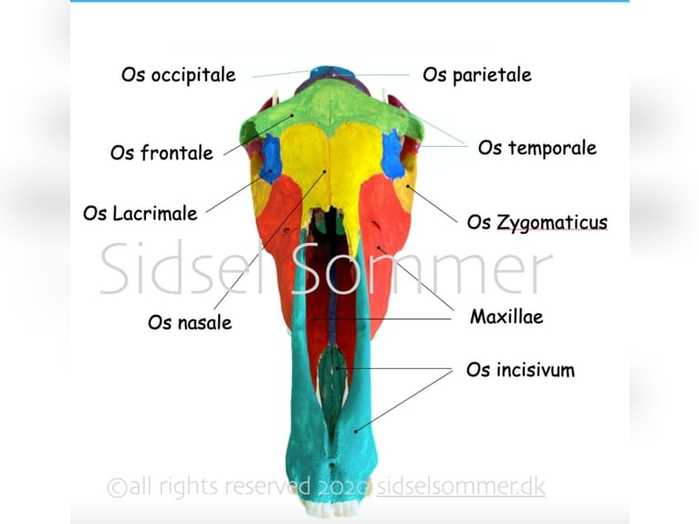 Craniosakrale Therapie, Einsteigerkurs, Jengen, Allgäu