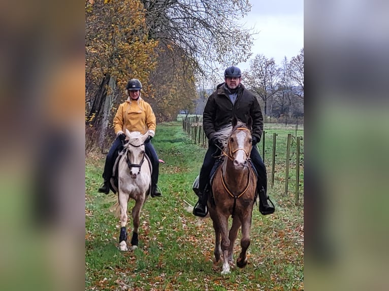 Distanzseminare für Einsteiger und Fortgeschrittene, Reiter und Fahrer