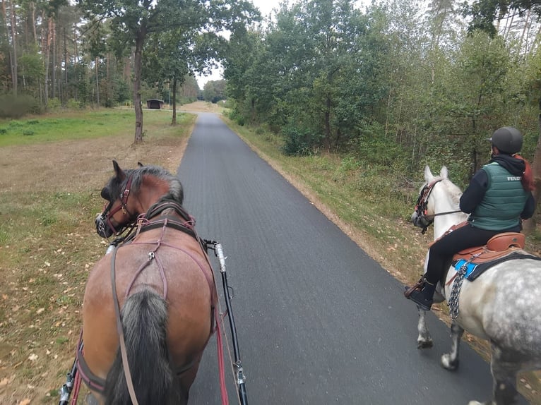 Experience diversity with Equitriathlon: Driving – Riding – Grooming