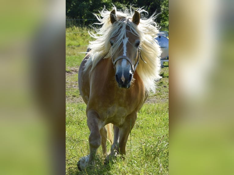 Experience the magic of horses!