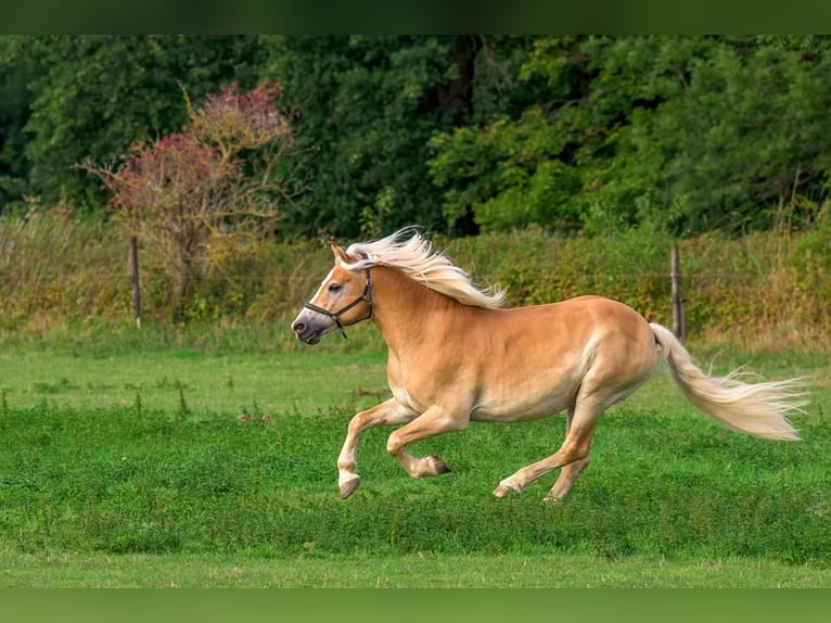 Experience the magic of horses!