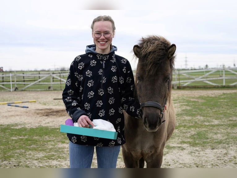 First Aid for Horses – Workshop at Your Stable