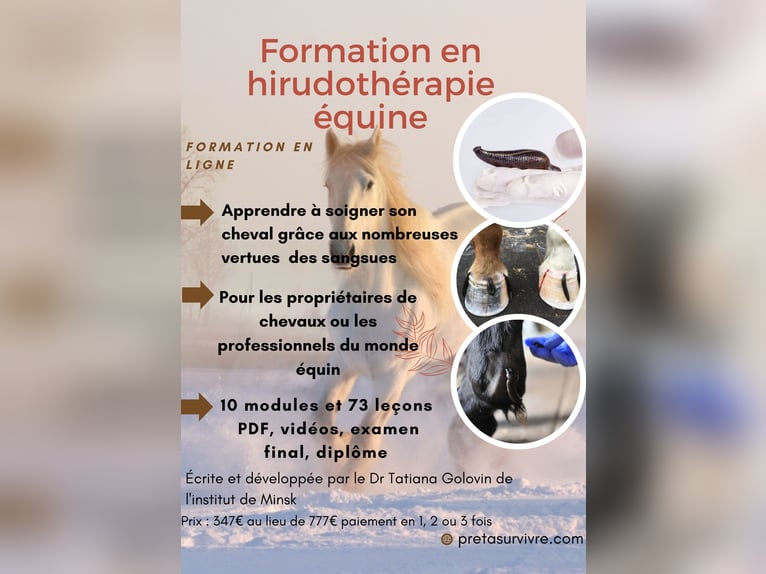 Formation hirudothérapie équine