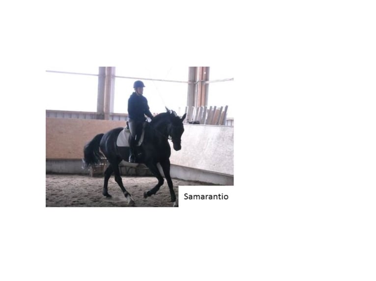 Groundwork, riding lessons, and lunge work