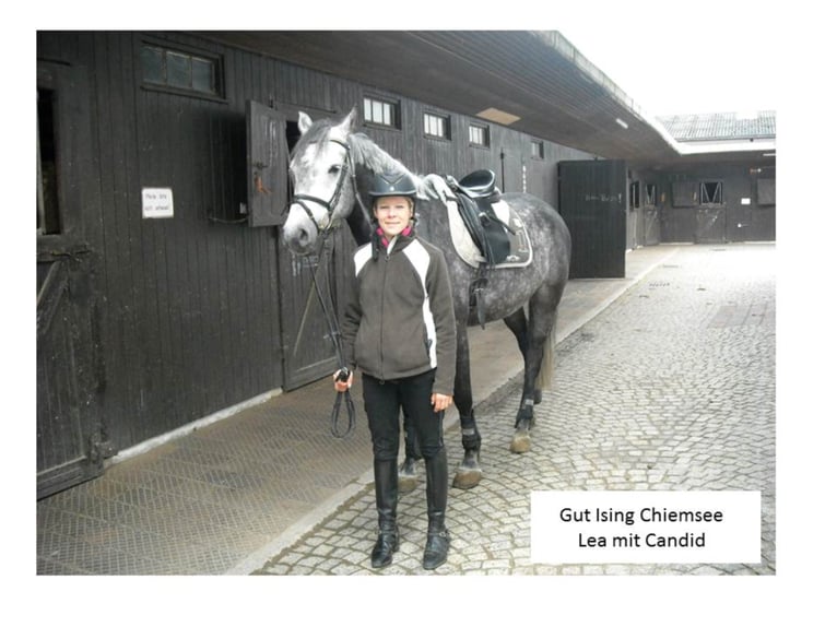 Groundwork, riding lessons, and lunge work