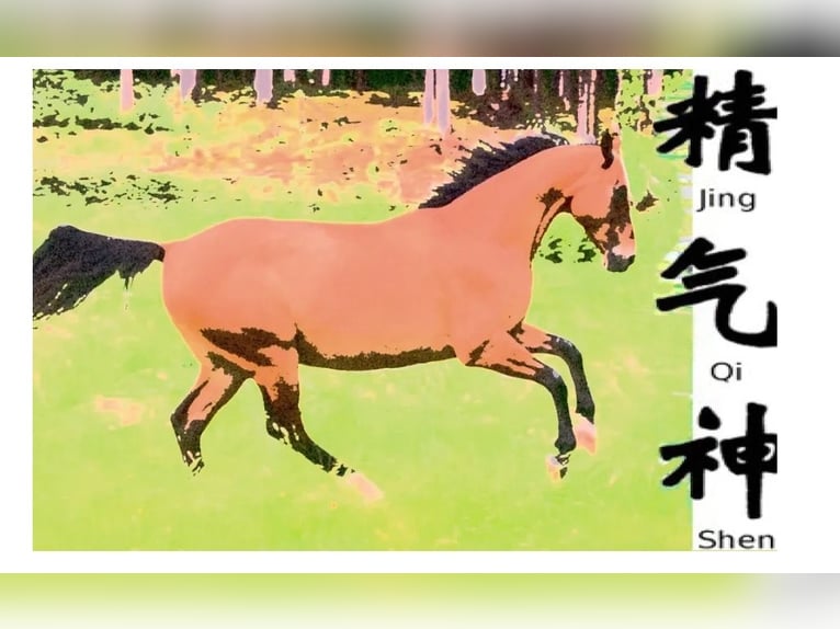 Introduction to Theory and Practice of Equine Acupuncture