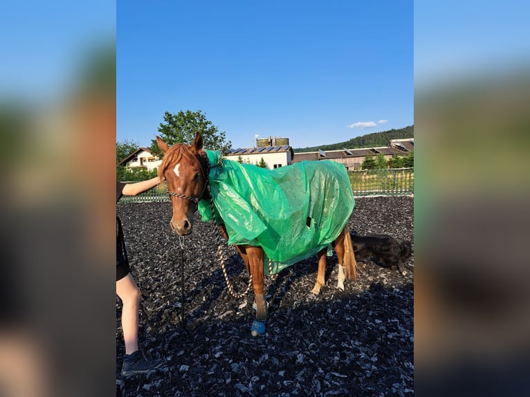 Kurs 29.03.25 Bodenarbeit/ Kommunikation/ natural Horsemanship