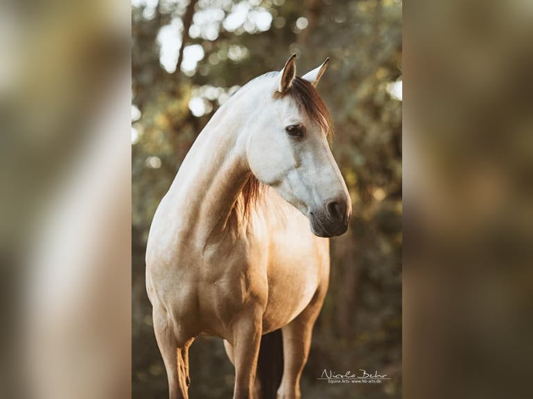 Persönlichkeitsanalyse von Pferden und Ponys