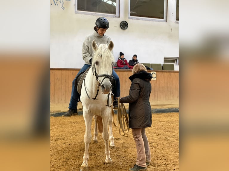 Pferdepfleger FN - Qualifikation mit Prüfung für Quereinsteiger 06. bis 20.11.2026