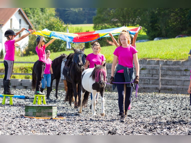 Reitpädagogik-Ausbildung/Fortbildung Pony-Motion®️